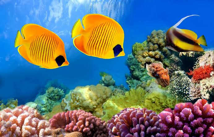 Investment pathways for water quality in the Great Barrier Reef