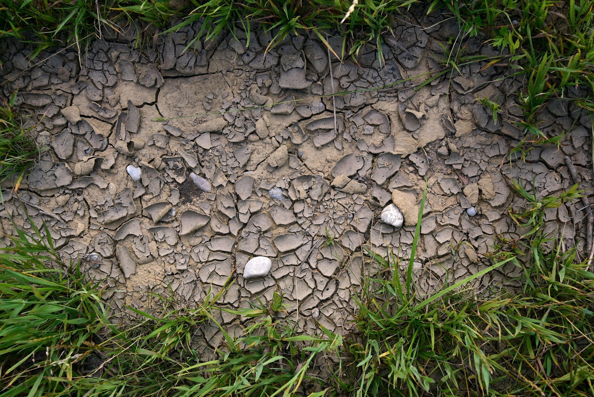 FAO water scarcity